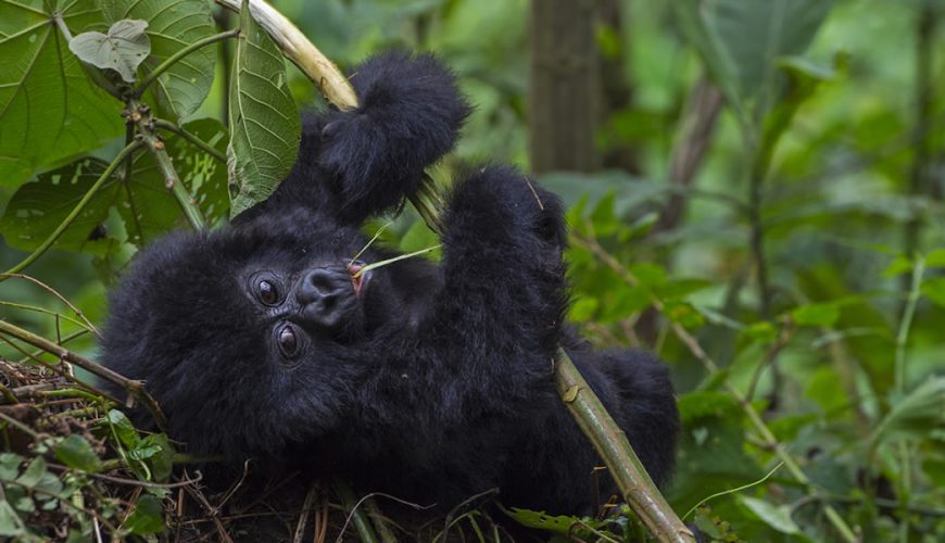 . It has an area size of 1978km2 which makes it the second largest national park in Uganda after murchison falls national park.