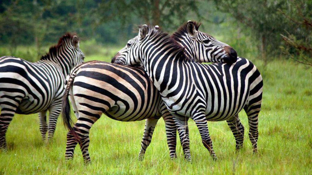 Day 9: Transfer to Lake Mburo national park – Go for a night game drive 