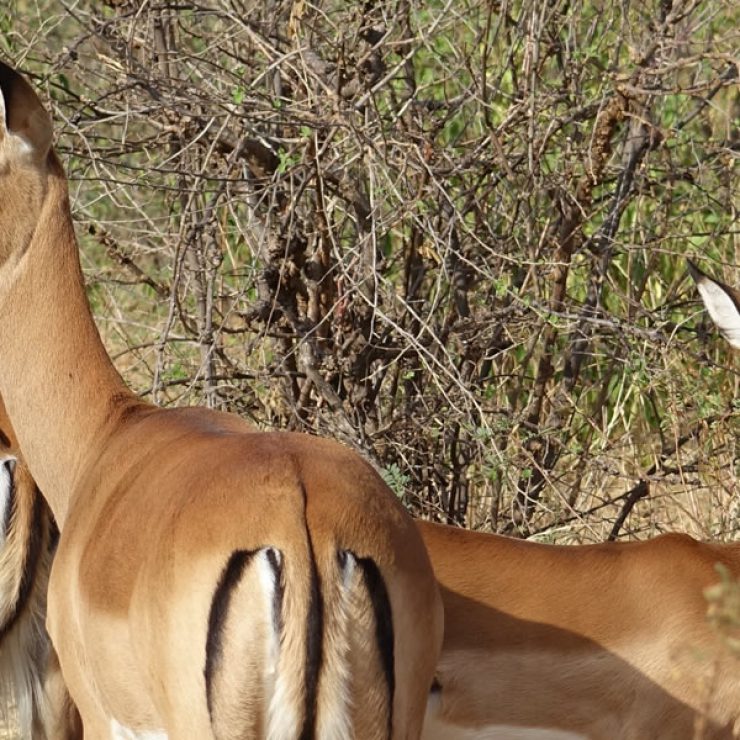 Tooro-semuliki wild life reserve is located in western Uganda and it lies within the districts of Kabarole and Ntoroko near Semuliki national park