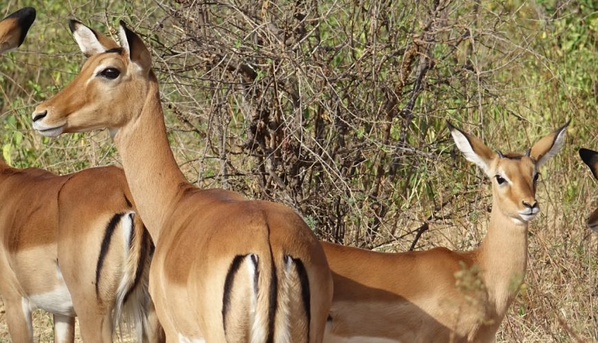 Tooro-semuliki wild life reserve is located in western Uganda and it lies within the districts of Kabarole and Ntoroko near Semuliki national park