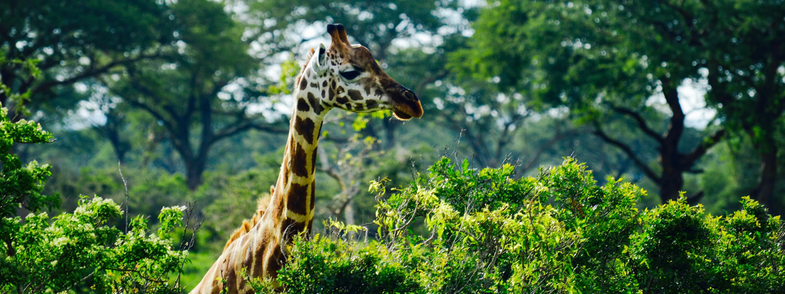 Day 1: Pick Up from Your Residence in Kampala / Entebbe - Drive to Murchison Falls National Park – Visit the Top of the Murchison Falls – Spend the Evening at Leisure.
