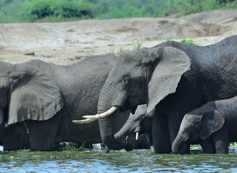 Queen Elizabeth national park wildlife safari in Uganda