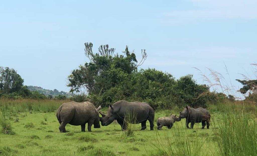 Day 2; Kampala city – Ziwa Rhino Sanctuary - Transfer to Murchison Falls National park –Hiking to the top of the Falls