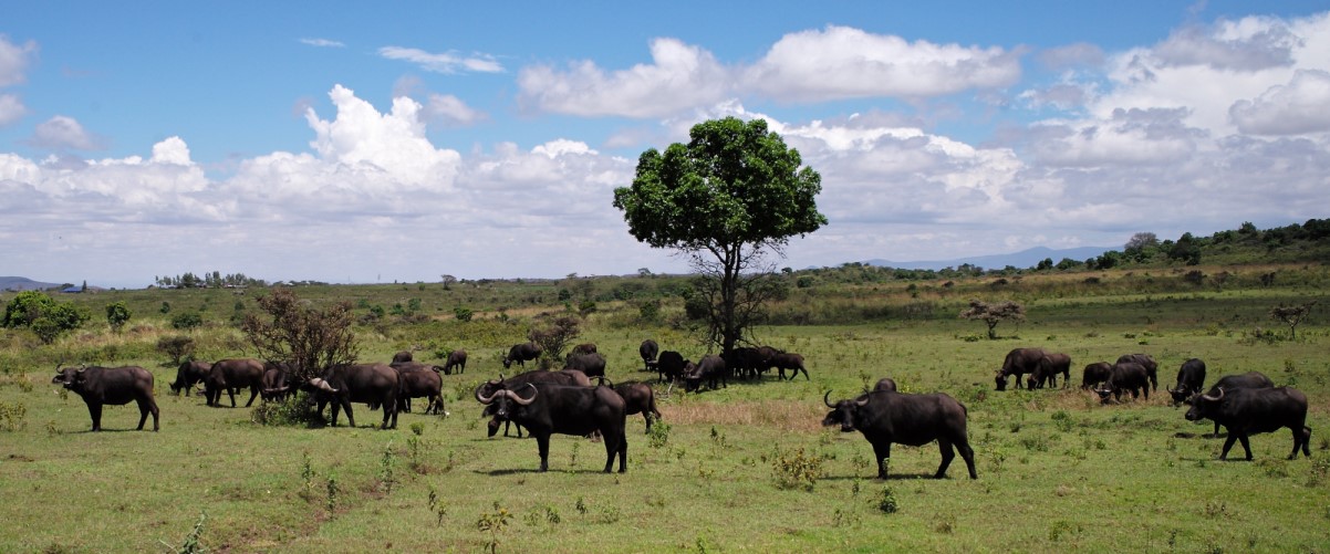 Day 6:  Queen Elizabeth National Park - Morning game drive – Afternoon boat cruise – Evening game drive 