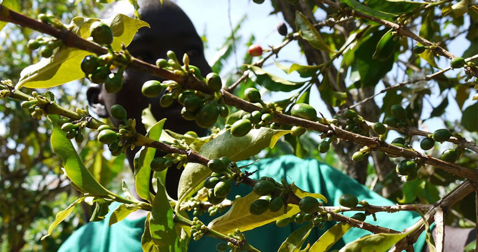 Day 2 Sipi falls – Visit communities coffee plantations – Return to Kampala or Entebbe international airport