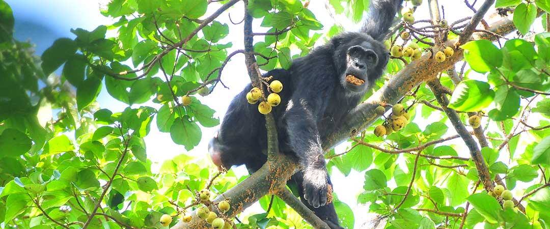 Day 4: Murchison Falls National park – then to Kibale Forest national park – Evening walk at Bigodi sanctuary swamp 