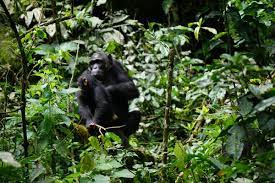 Day 4: Transfer to Kibale Forest national park – Evening Bigodi sanctuary swamp walk