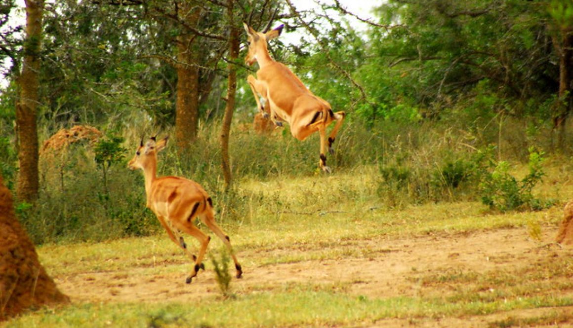 Day 6; Queen Elizabeth national park – Morning game drive – Drive to Lake Mburo National Park