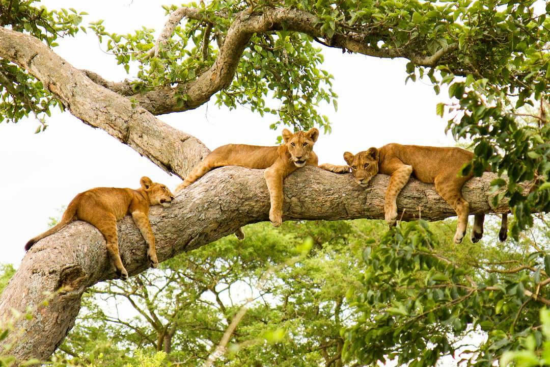 Day 5; Queen Elizabeth national park – Search for the tree climbing Lions at Ishasha – Afternoon boat cruise  – Evening game drive 