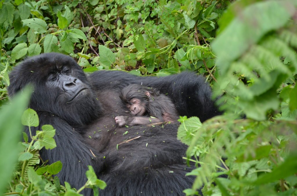 Day 7:  Queen Elizabeth National Park - Morning game drive – Transfer to Bwindi Impenetrable Forest National Park