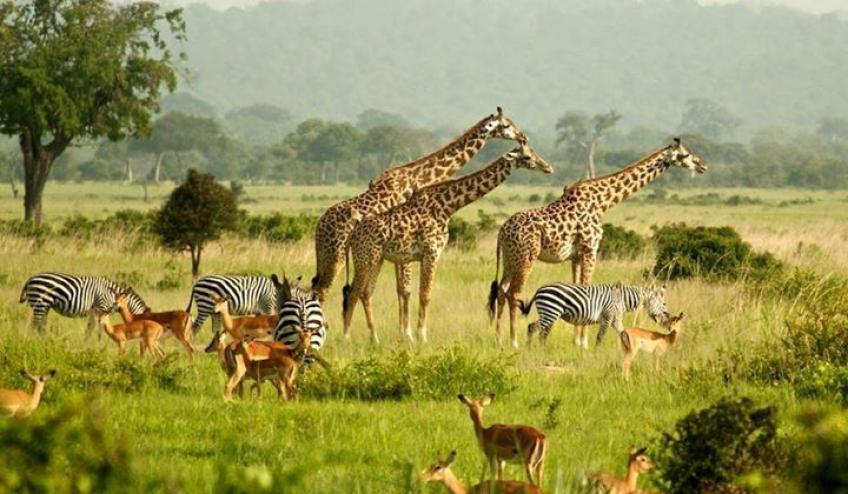 Day 3; Murchison Falls National Park - Morning game drive – Afternoon Boat cruise – Evening game drive 