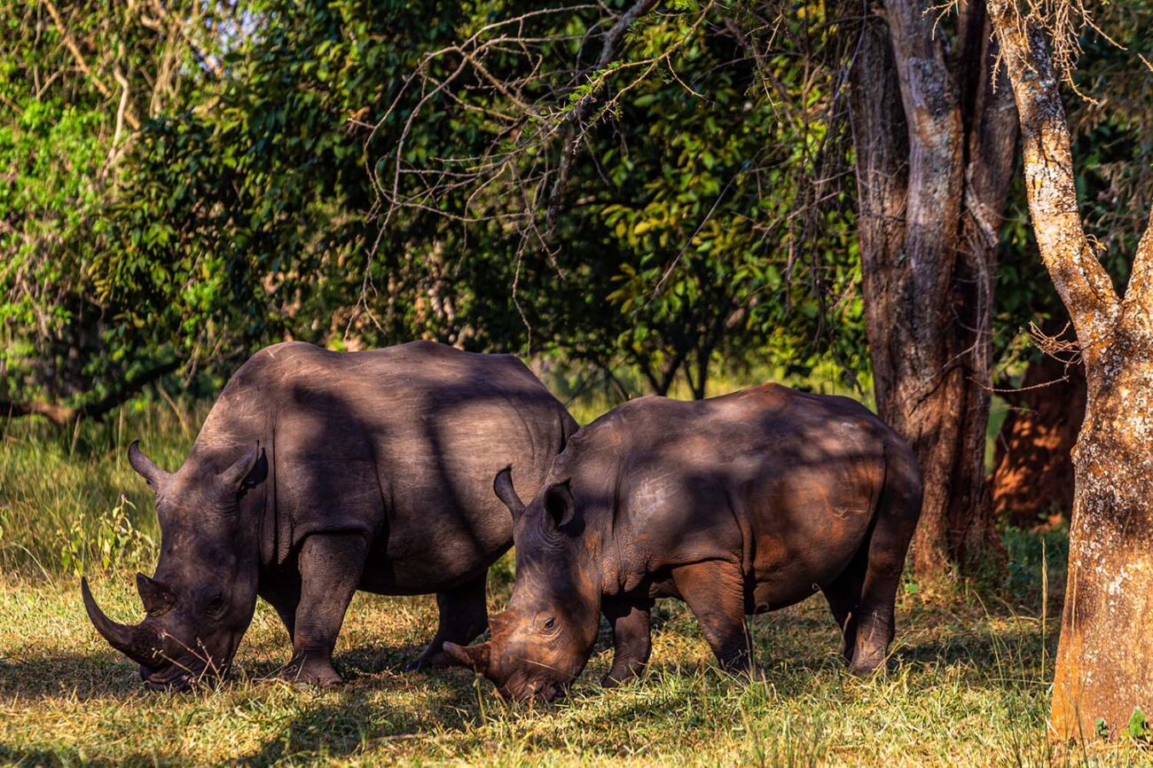 Day 2: Depart Kampala city - To Murchison falls national park – Evening hiking to the top of the Falls