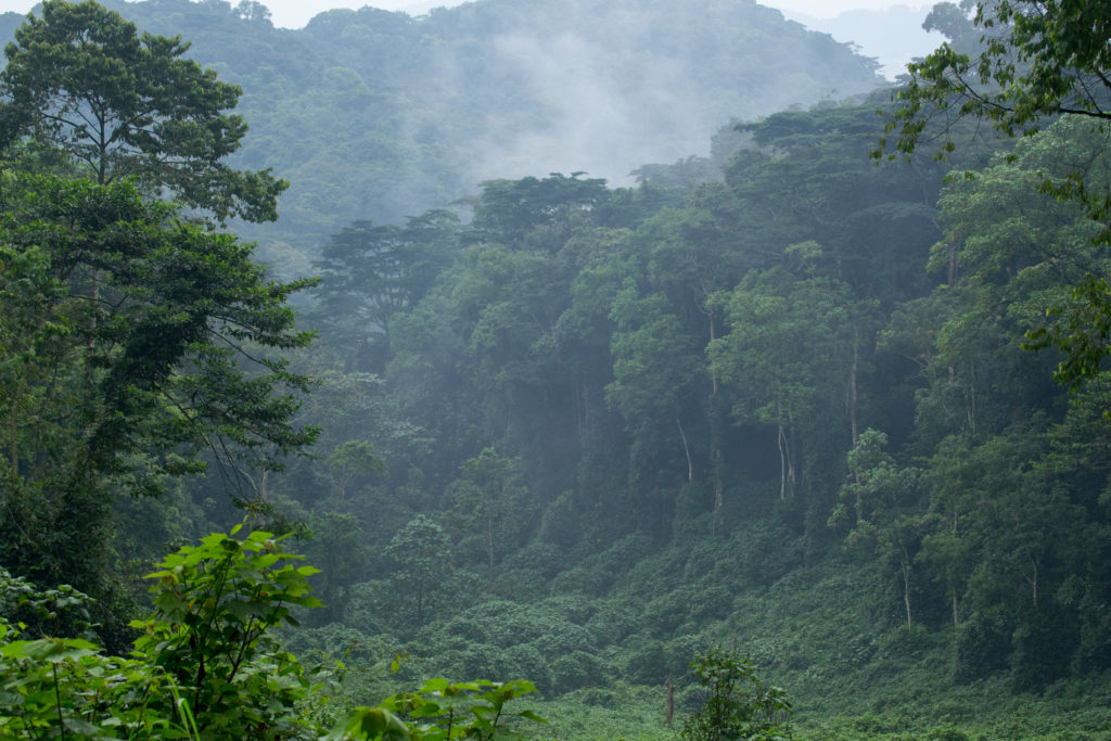 Day 5; Queen Elizabeth national park – Drive to Bwindi Impenetrable Forest national park 