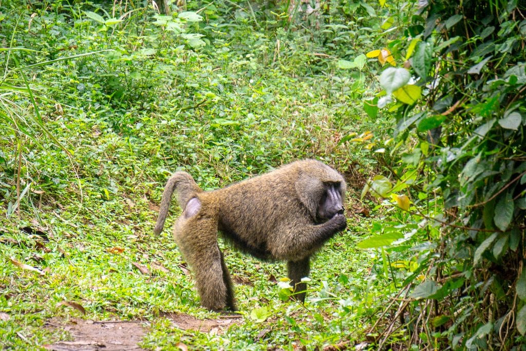 Day 2; Kampala Capital city – Drive to Kibale Forest national park – Bigodi sanctuary swamp walk 