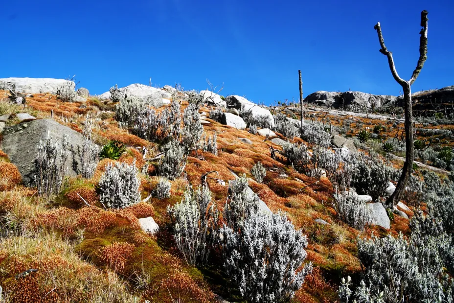 Day 4; Mutinda Camp – Trek to Bugata Camp