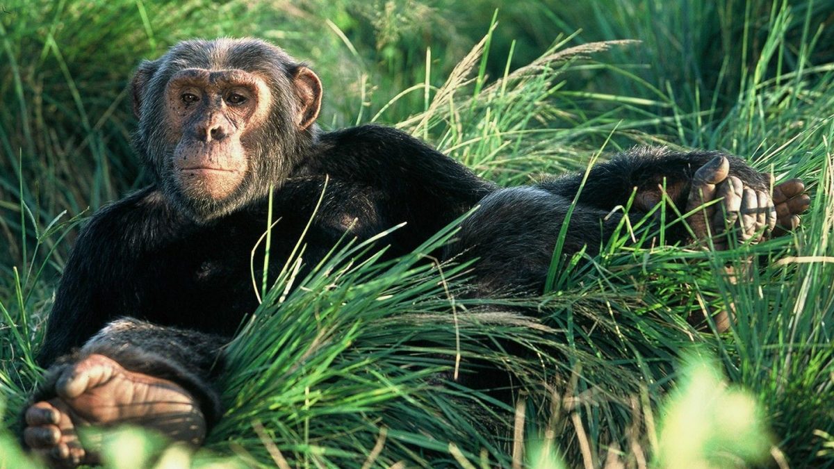 Day 3; Kibale Forest National park – Morning Chimpanzee tracking – Transfer to Queen Elizabeth national park 