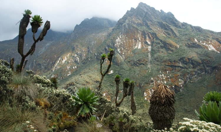 Day 5; Bugata Camp – Trek to Weismann’s Peak 4,620 meters and Stella Peak 4,626 meters –Slope to Kiharo Camp