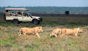 Day 3: Murchison Falls National Park – Morning Game Drive Safari – Drive Back To Kampala City Or Entebbe
